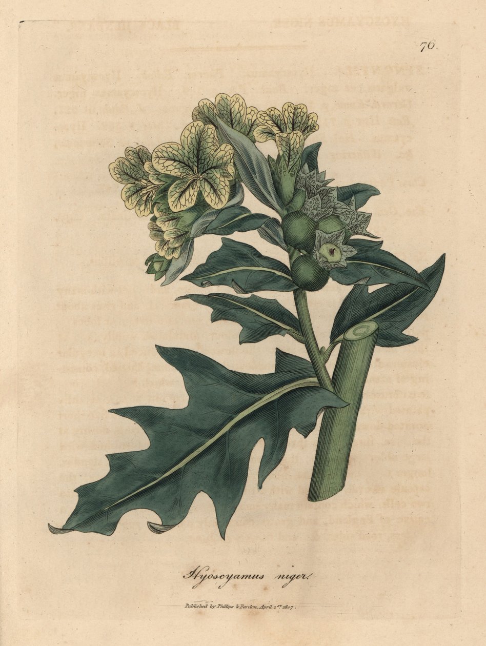 Galinha preta de flor amarela, Hyoscyamus niger de James Sowerby