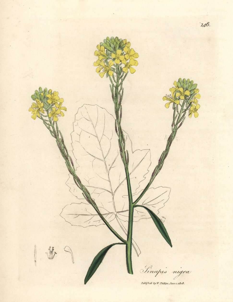 Mostarda preta florida amarela, Sinapis nigra de James Sowerby