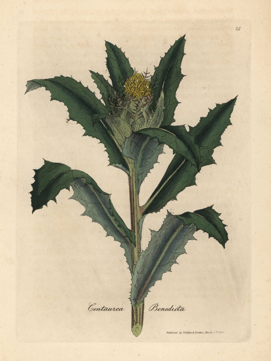 Cardo amarelo florido abençoado ou sagrado, Centaurea benedicta de James Sowerby