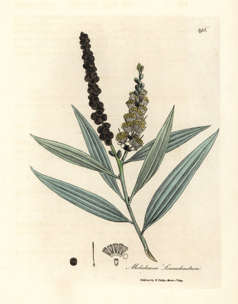 Cajeputeiro de flor amarela, Melaleuca leucadendron de James Sowerby