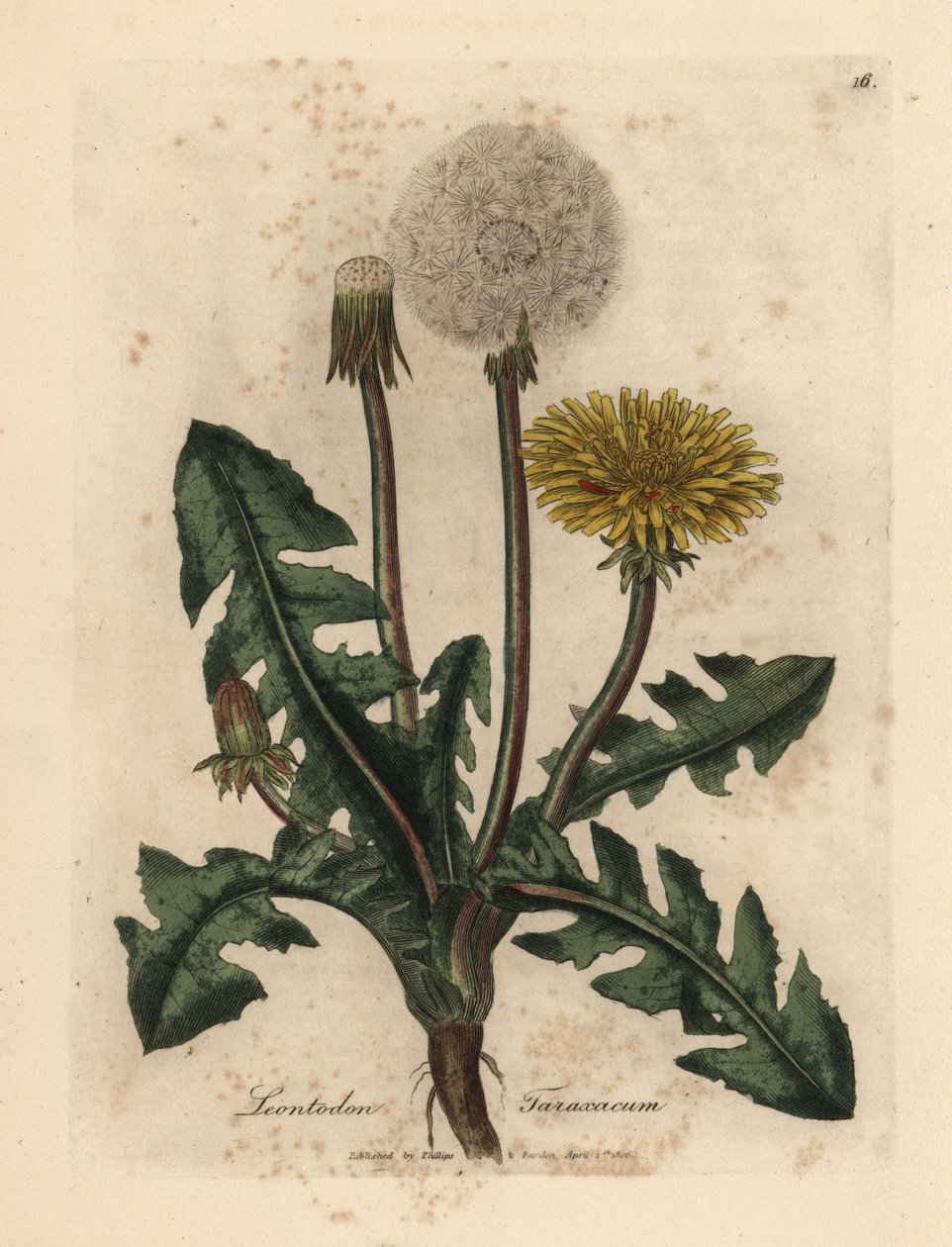 Dente-de-leão amarelo florido comum, Leontodon taraxacum de James Sowerby