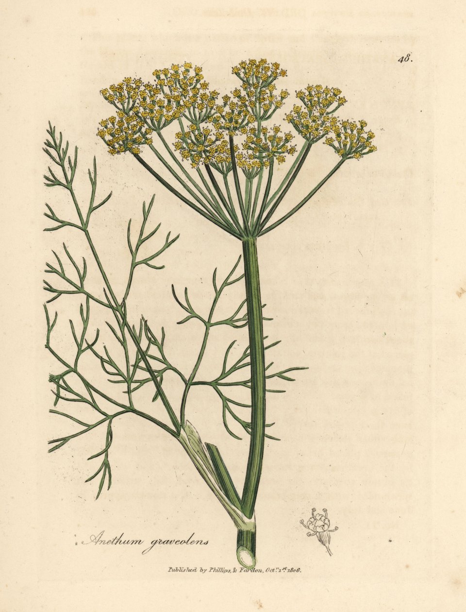 Endro amarelo florido, Anethum graveolens de James Sowerby