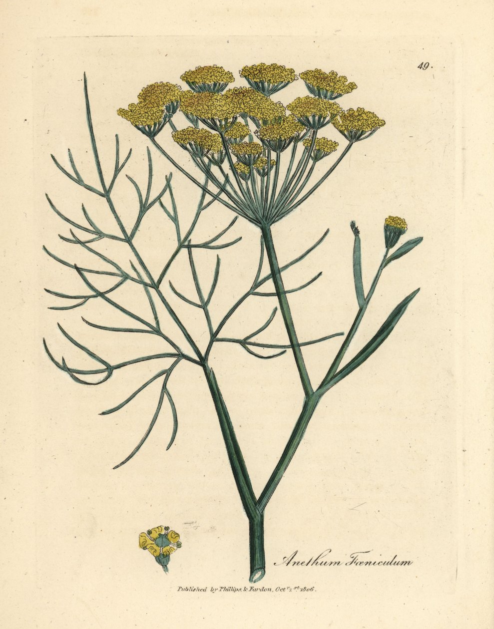 Funcho com flor amarela, Anethum foeniculum de James Sowerby