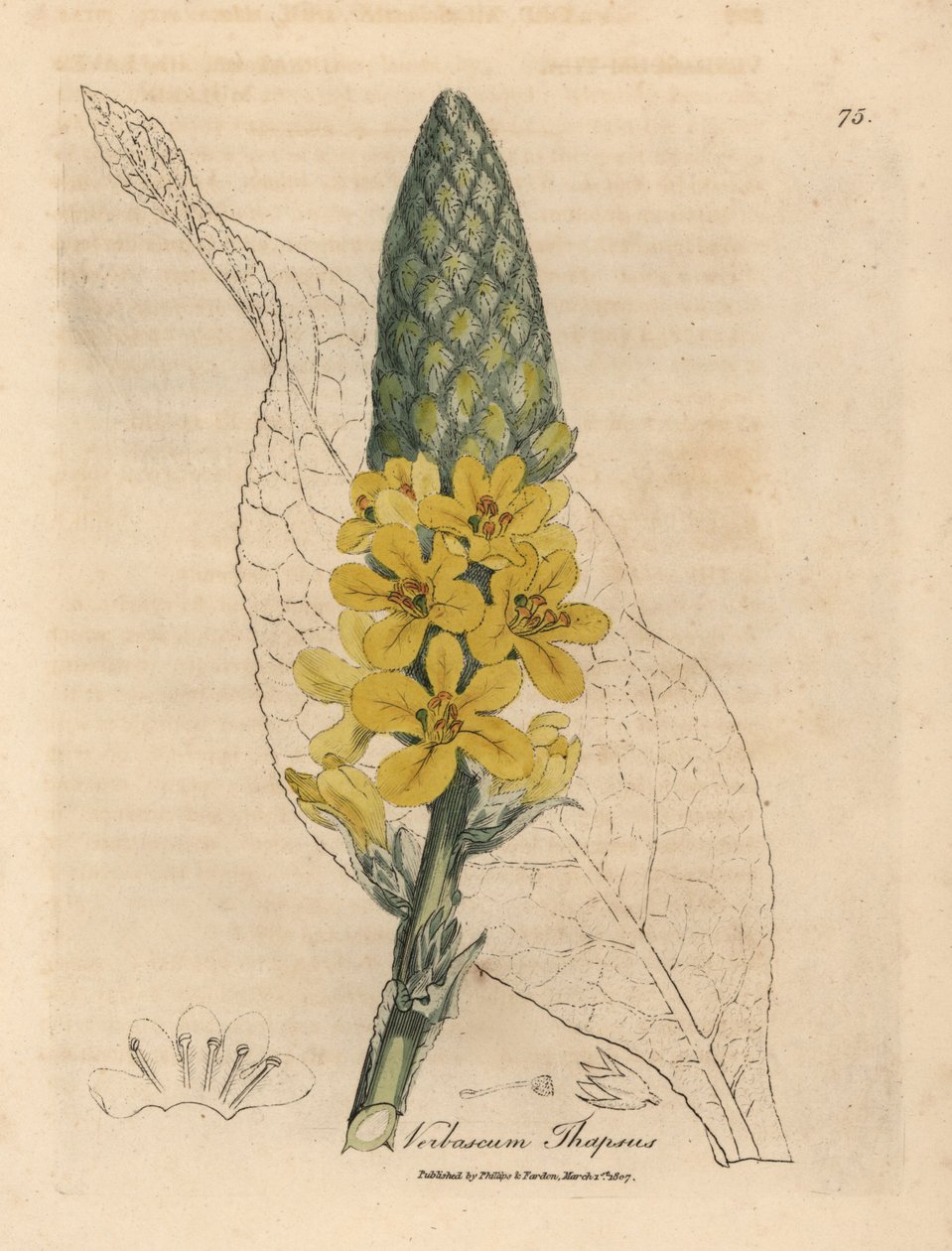 Mullein de folhas largas de floração amarela, tapsus de Verbascum de James Sowerby