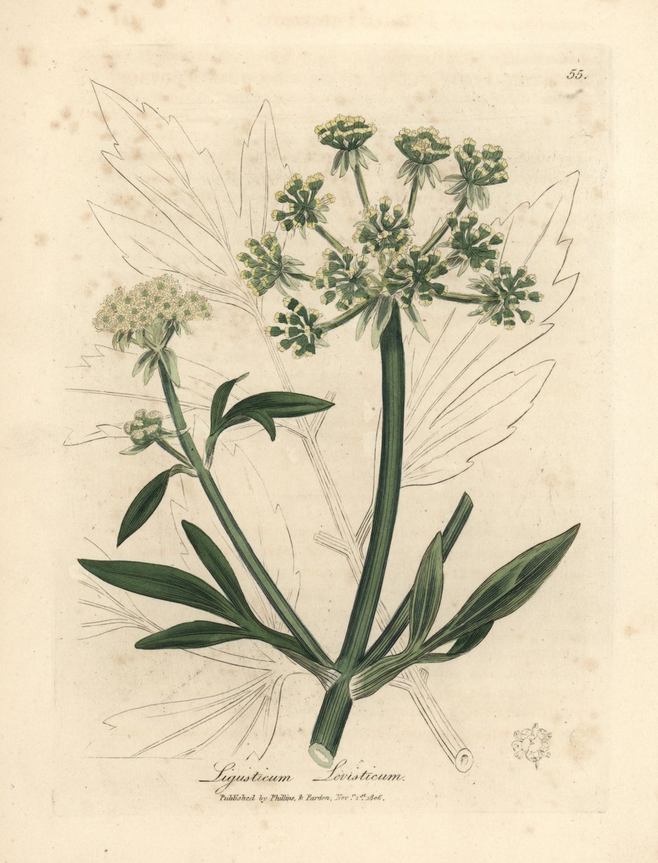 Amarelo florido, Ligusticum levisticum de James Sowerby