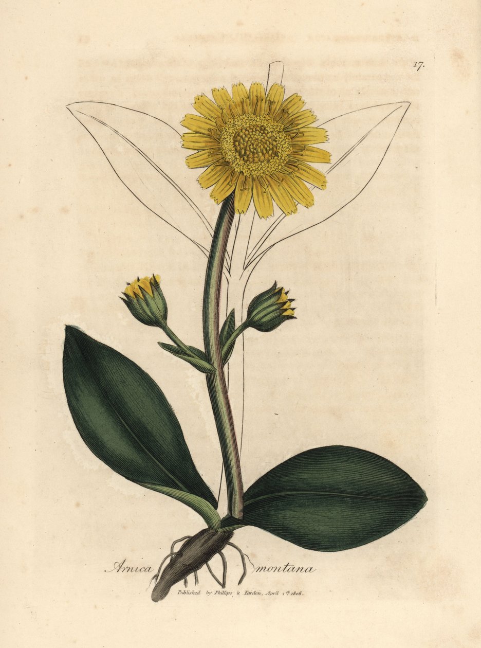 Arnica de montanha florida amarela, Arnica montana de James Sowerby