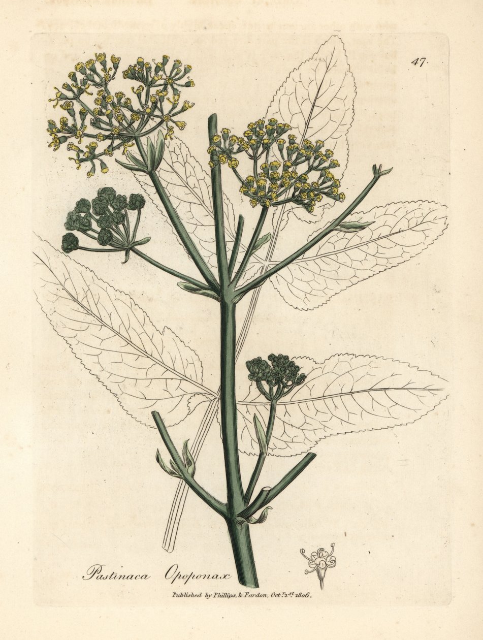 Opopanax de flor amarela ou parsnep, Pastinaca opopanax de James Sowerby