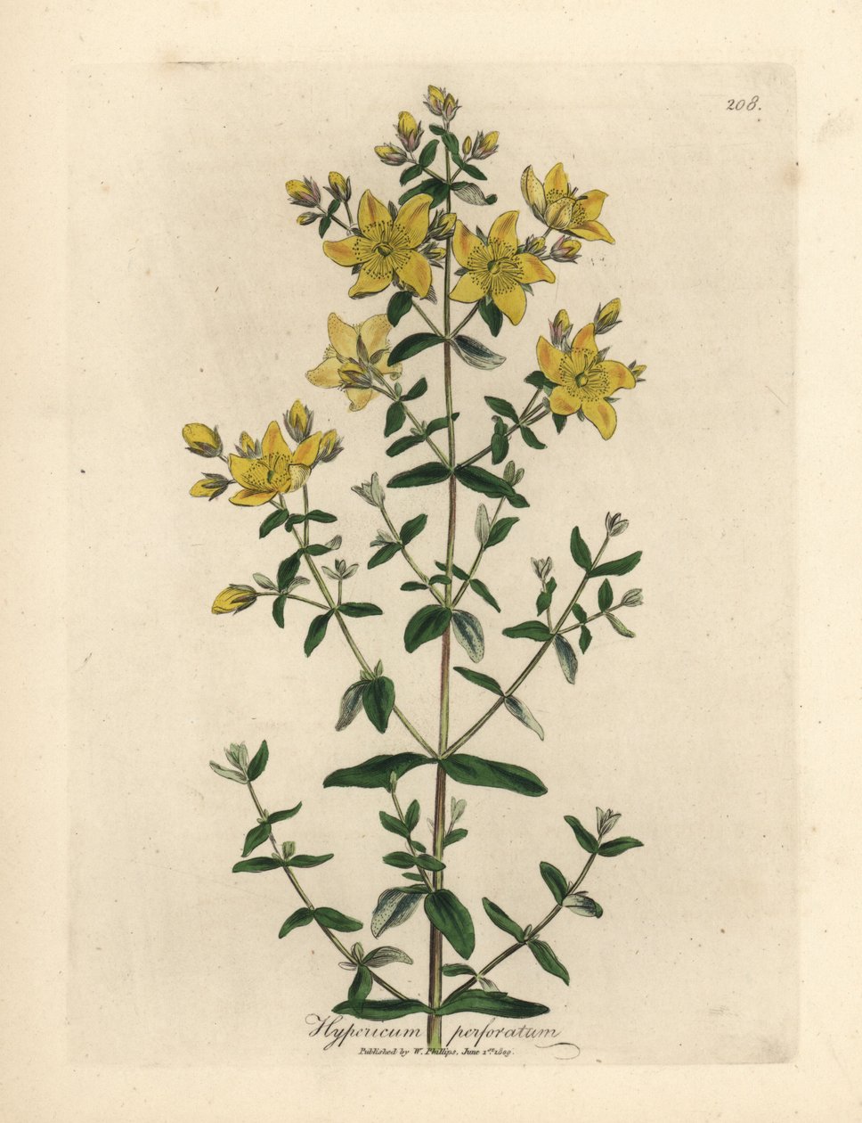 Erva de São João perfurada com floração amarela, Hypericum perforatum de James Sowerby