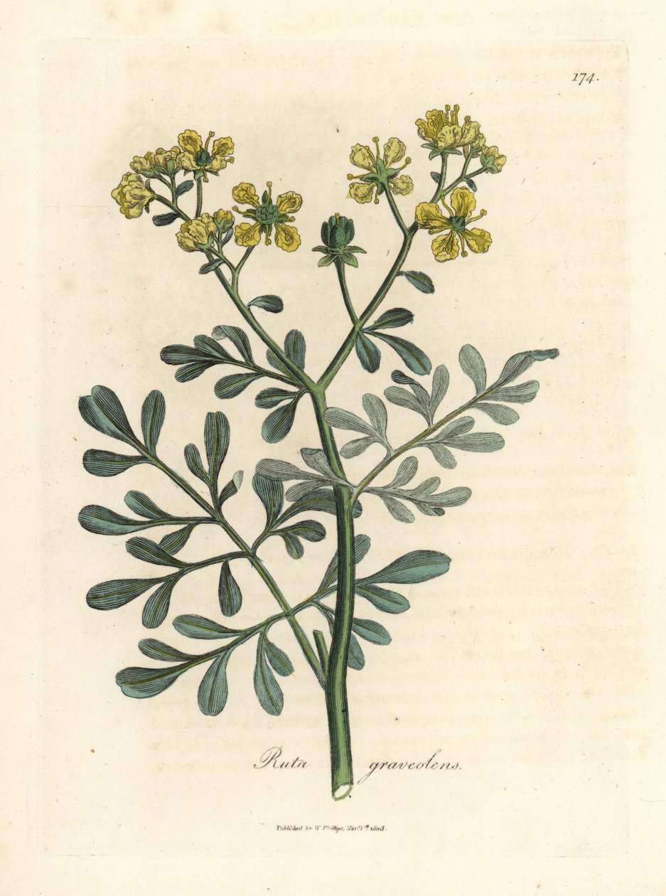 Arruda florida amarela, Ruta graveolens de James Sowerby