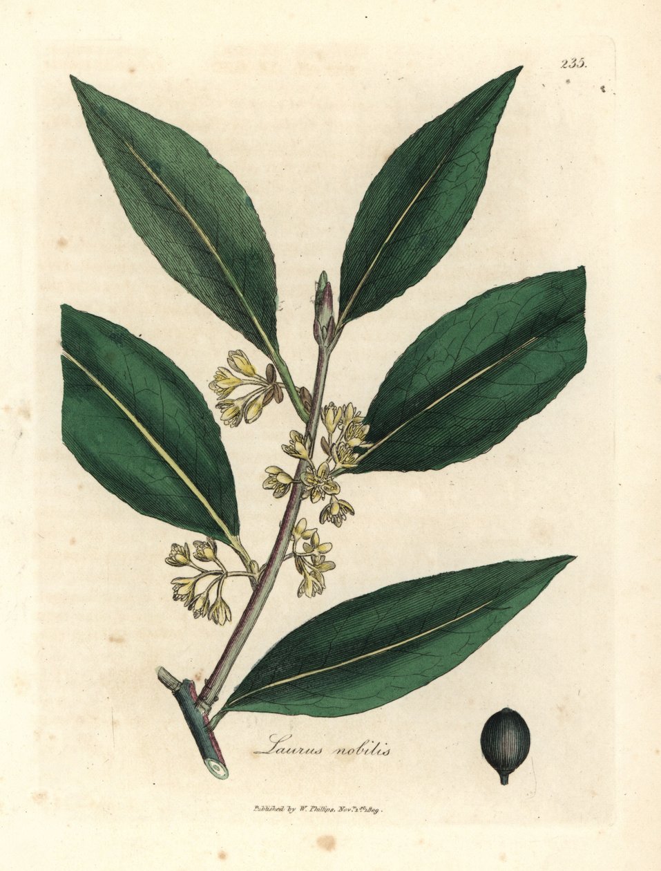 Folhas amarelas floridas de louro doce, Laurus nobilis de James Sowerby