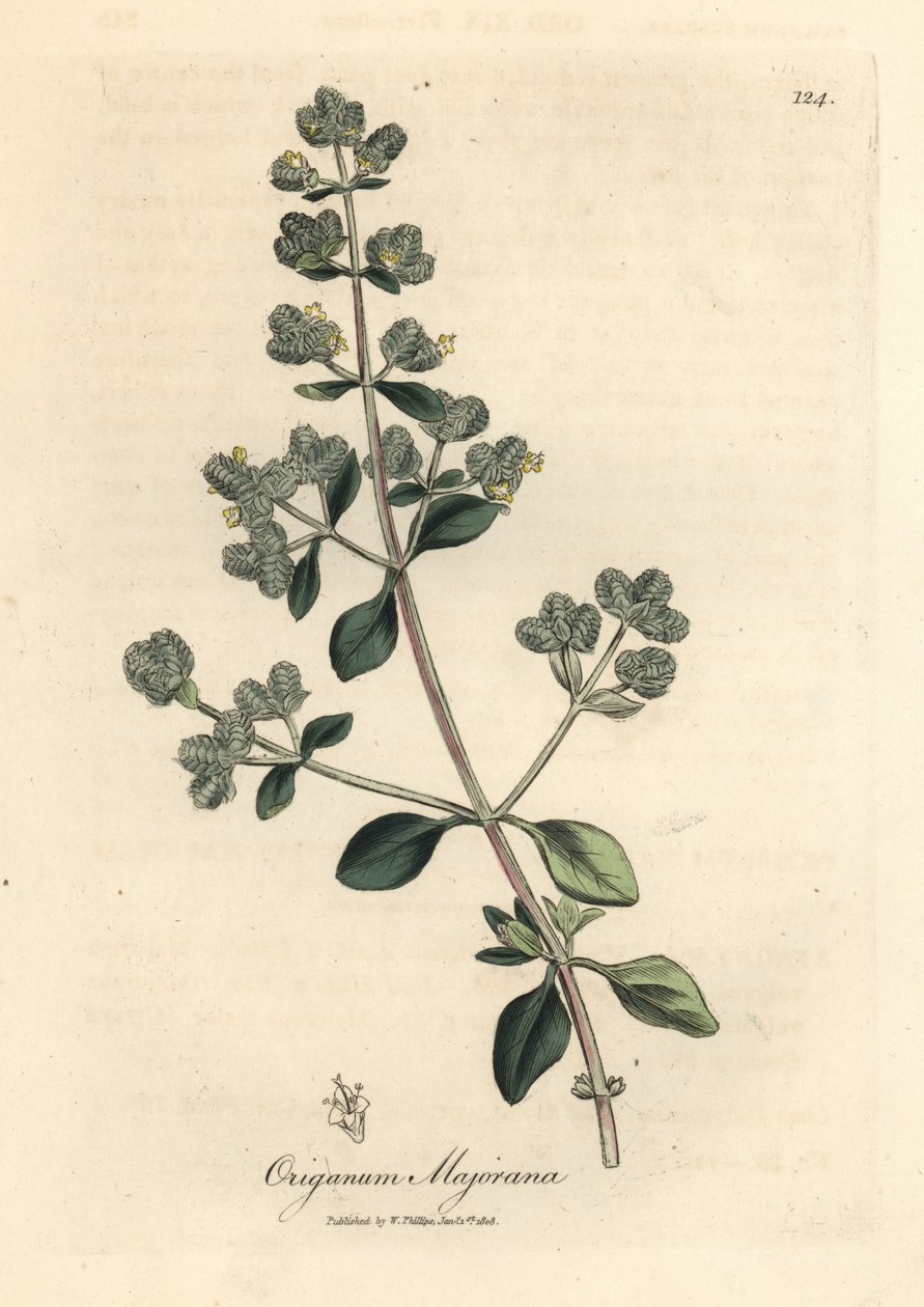 Manjerona doce florida amarela, Origanum majorana de James Sowerby