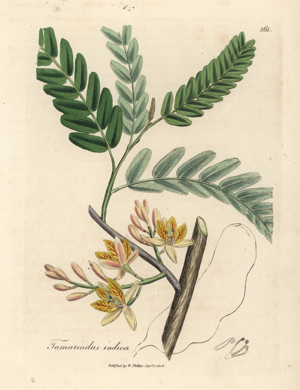Árvore de tamarindo amarelo florido, Tamarindus indica de James Sowerby