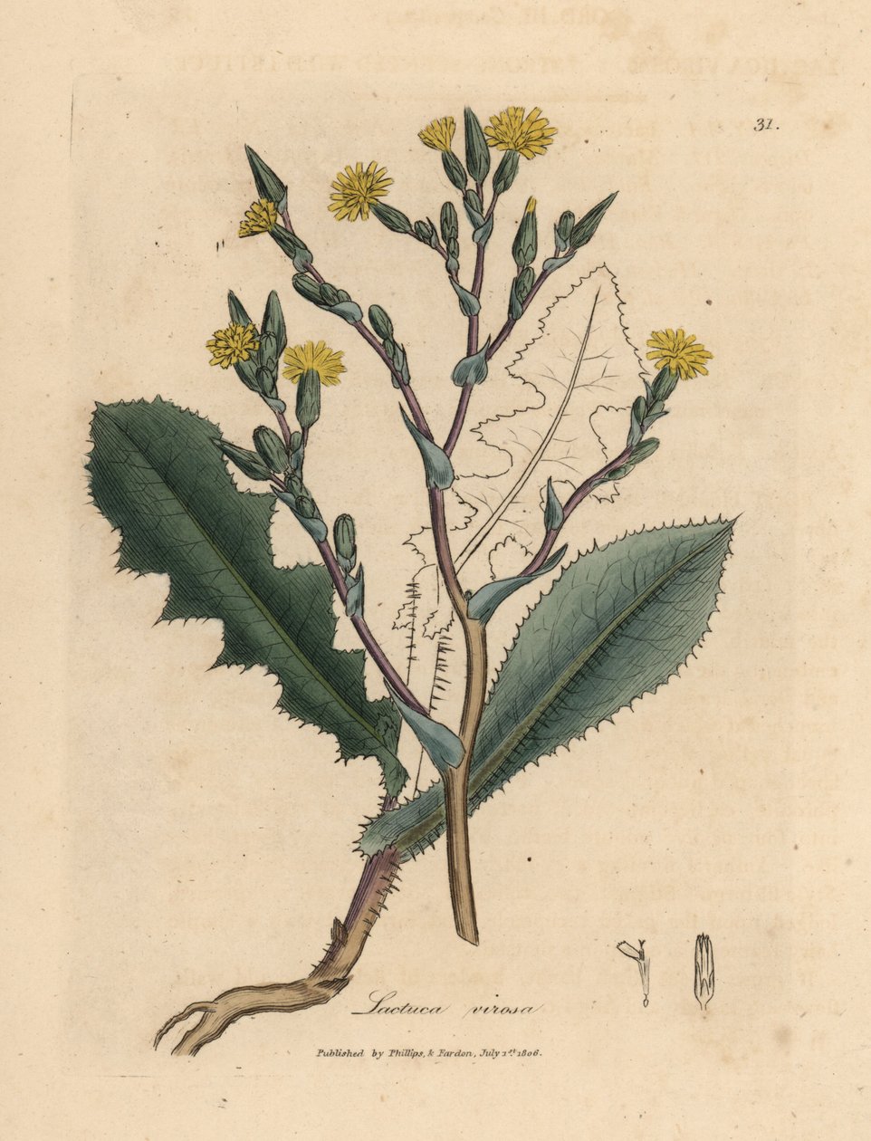 Alface selvagem florida amarela, Lactuca virosa de James Sowerby