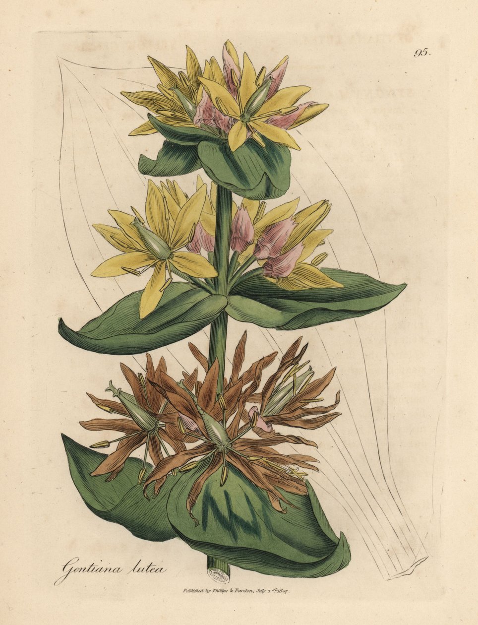 Gentiana lutea amarela, Gentiana lutea de James Sowerby