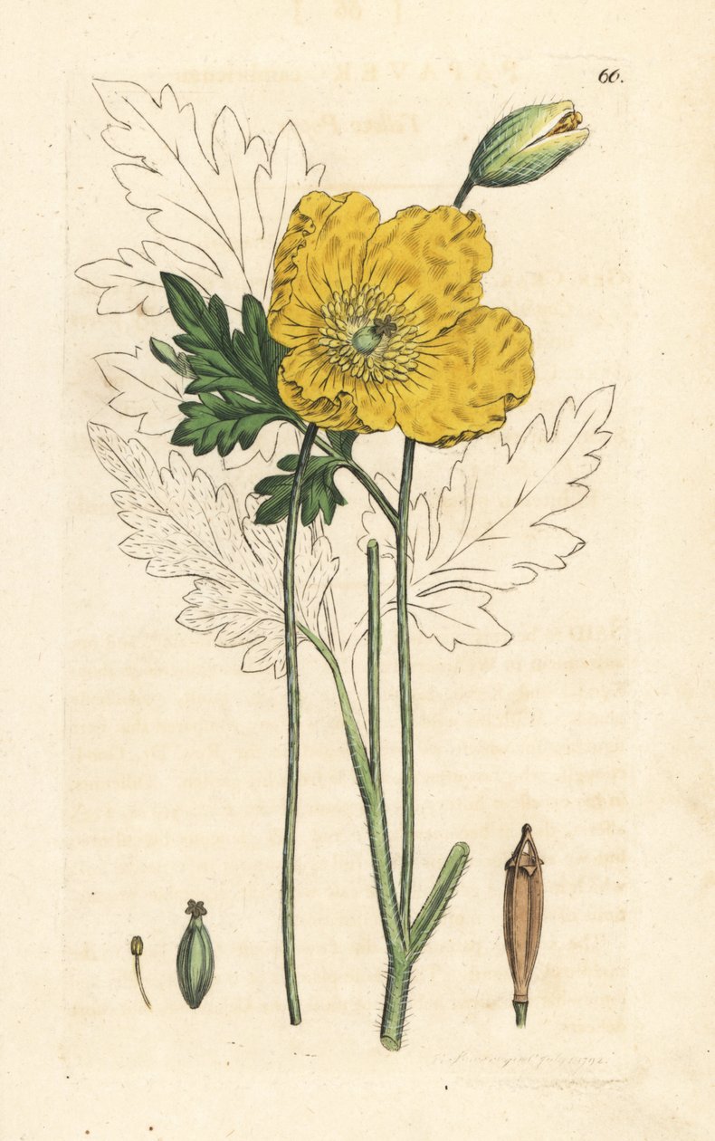 Papoila amarela ou galesa, Papaver cambricum (papoila amarela). Gravura em chapa de cobre colorida à mão depois de uma ilustração de James Sowerby, de James Smith