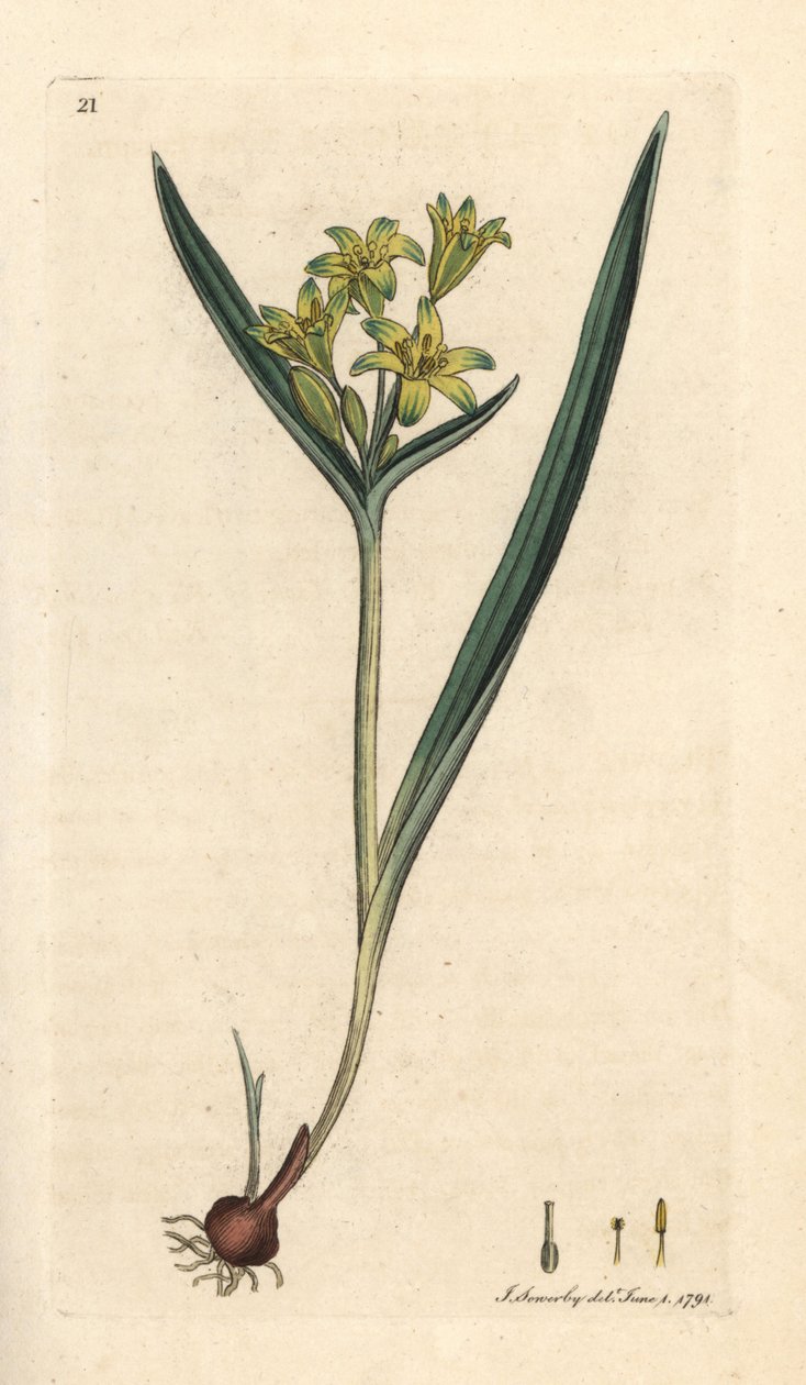 Estrela amarela de Belém, Gagea lutea (Ornithogalum luteum) (gagee jaune) Gravura em chapa de cobre colorida à mão depois de uma ilustração de James Sowerby da Botânica Inglesa de James Smith, Londres de James Sowerby