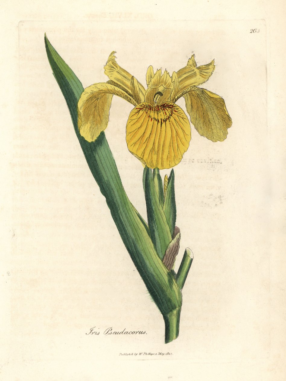 Bandeira de água amarela, Iris pseudocorus de James Sowerby
