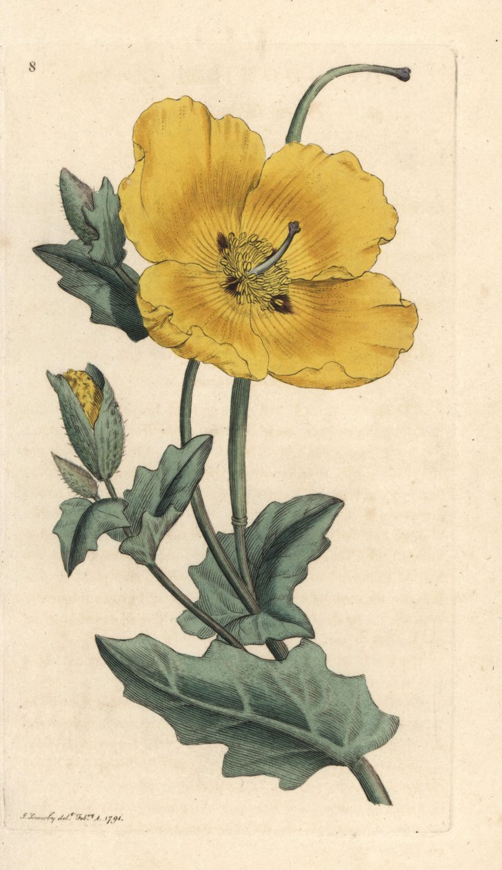 Papoila Yellowhorn, Glaucium flavum (Chelidonium glaucium) Gravura em chapa de cobre colorida à mão depois de uma ilustração de James Sowerby de James Smith