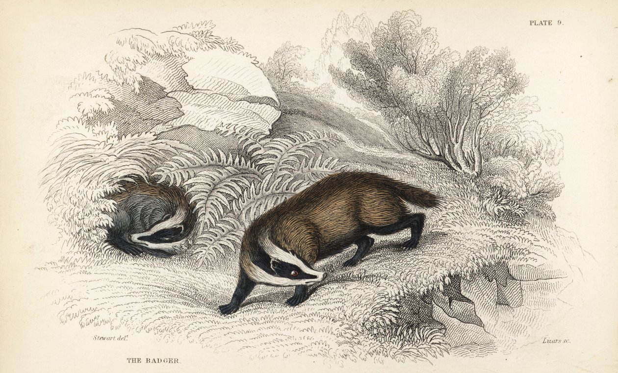 texugo europeu, Meles meles (Meles taxus). Gravura em aço colorido à mão por Lizars após uma ilustração de James Stewart da Biblioteca Naturalista de William Jardine, Edimburgo de James Stewart