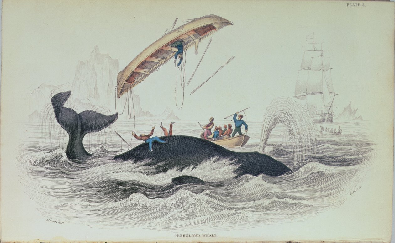 Baleia da Gronelândia, ilustração de livro gravada por William Home Lizars (1788-1859) de James Stewart
