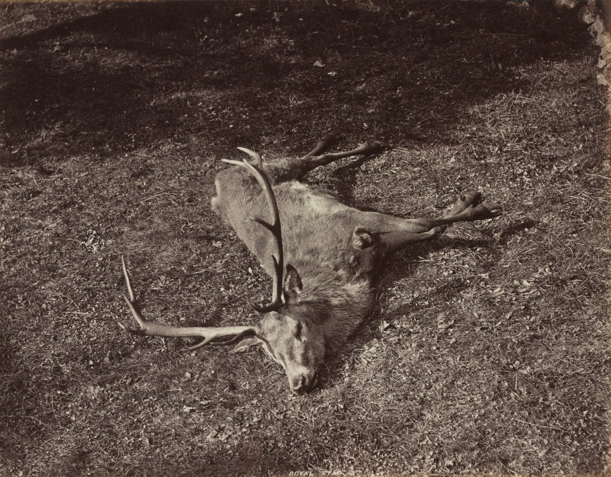 O Royal Stag, c. 1870 de James Valentine