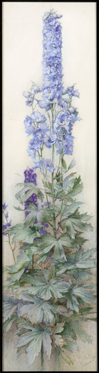 Delphiniums, c.1920 de James Valentine Jelley
