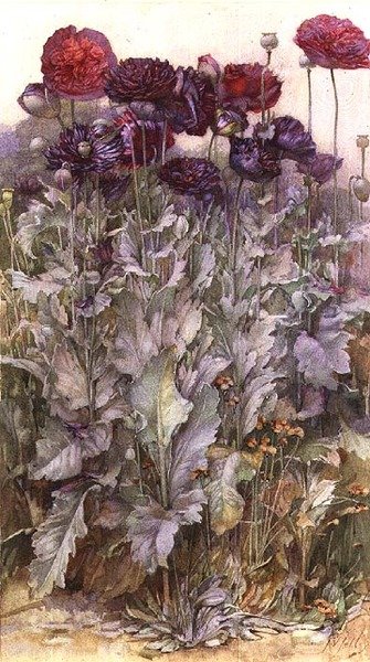 Papoilas (aguarela) de James Valentine Jelley
