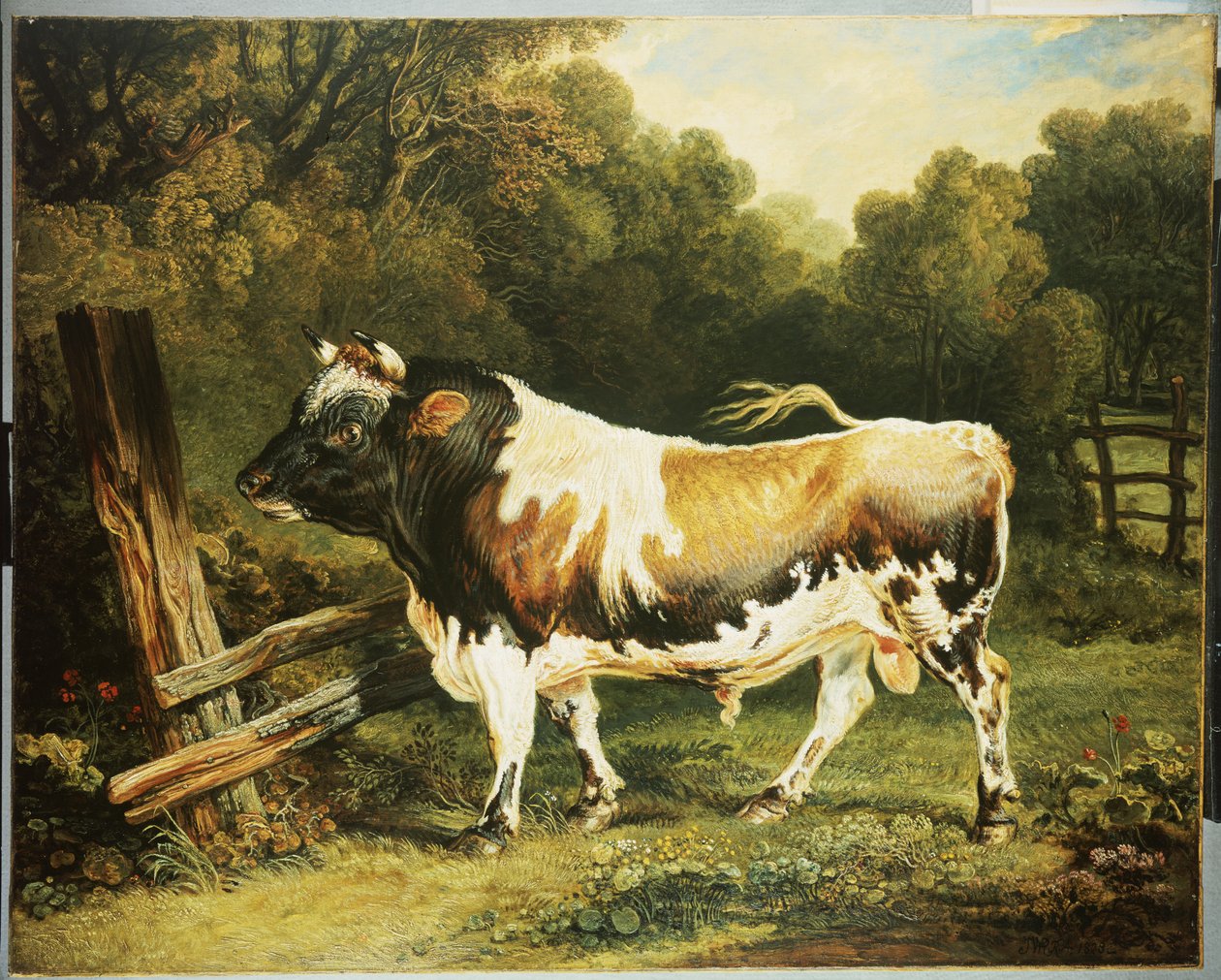 Um touro da raça Alderney de James Ward