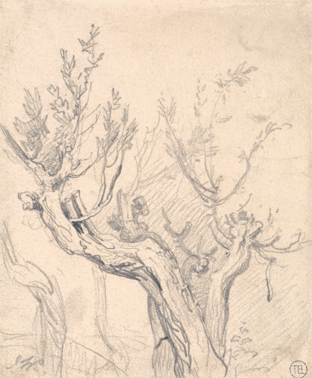 Uma Árvore Gnarled de James Ward