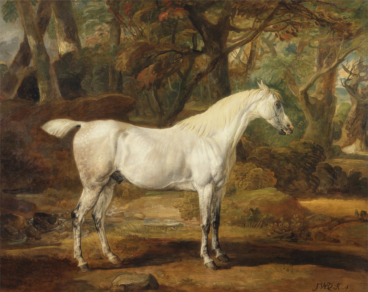 Um garanhão árabe cinzento, propriedade de Sir Watkin Williams-Wynn, c.1815-20 (óleo sobre tela) de James Ward