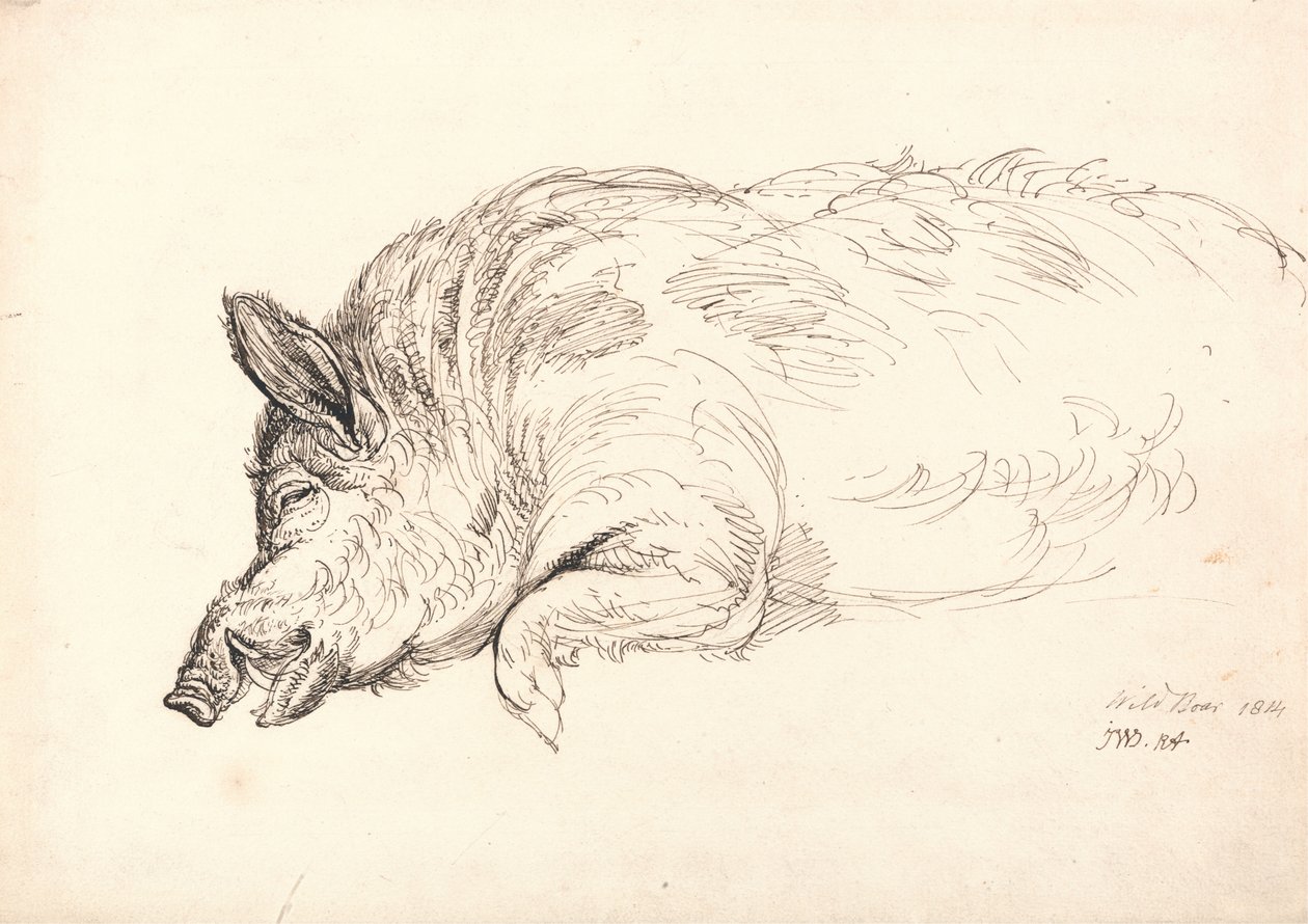 Um javali, dormindo ou morto, 1814 de James Ward