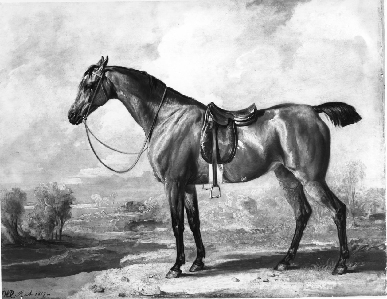 Cavalo de caça baio de James Ward