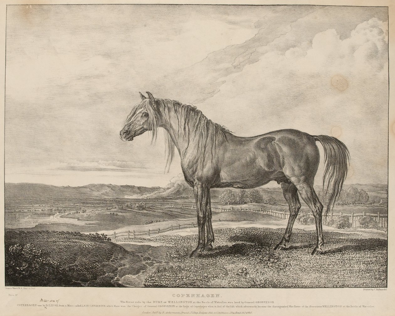Copenhagen O cavalo montado pelo Duque de Wellington na Batalha de Waterloo, foi criado pelo General Grosvenor, c.1824 (litografia) de James Ward