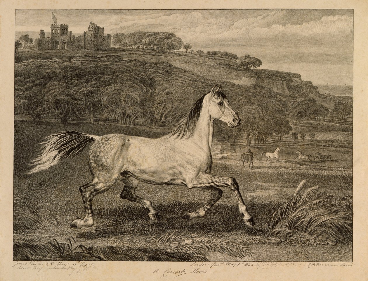 Cossack Horse, da Celebrated Horses, um conjunto de catorze impressões de corrida publicadas pelo artista, 1823-24 de James Ward
