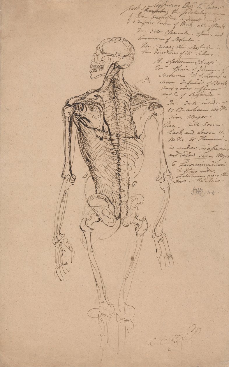 Desenho do esqueleto de um homem de James Ward