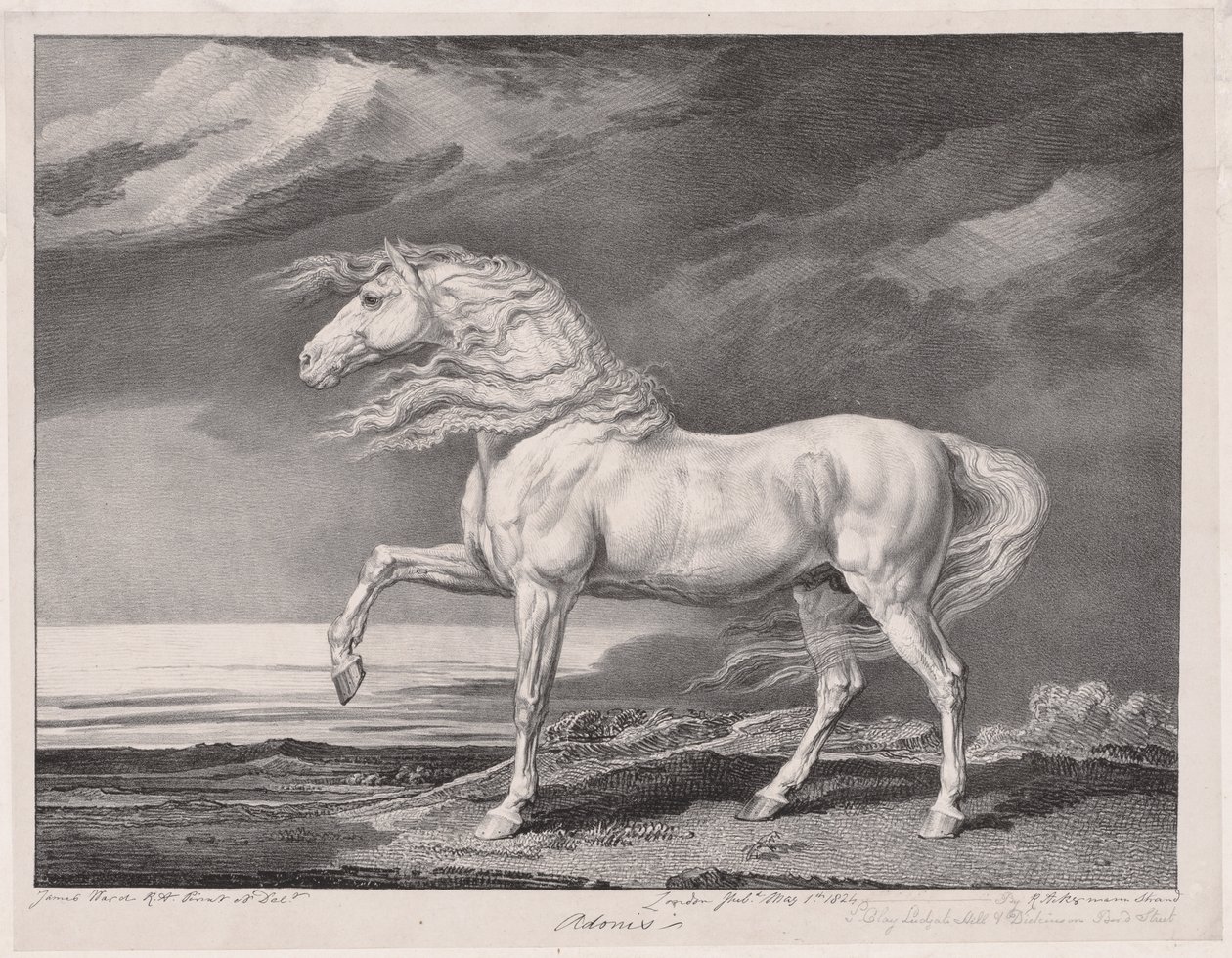 Quatorze Cavalos Celebrados: Adonis de James Ward