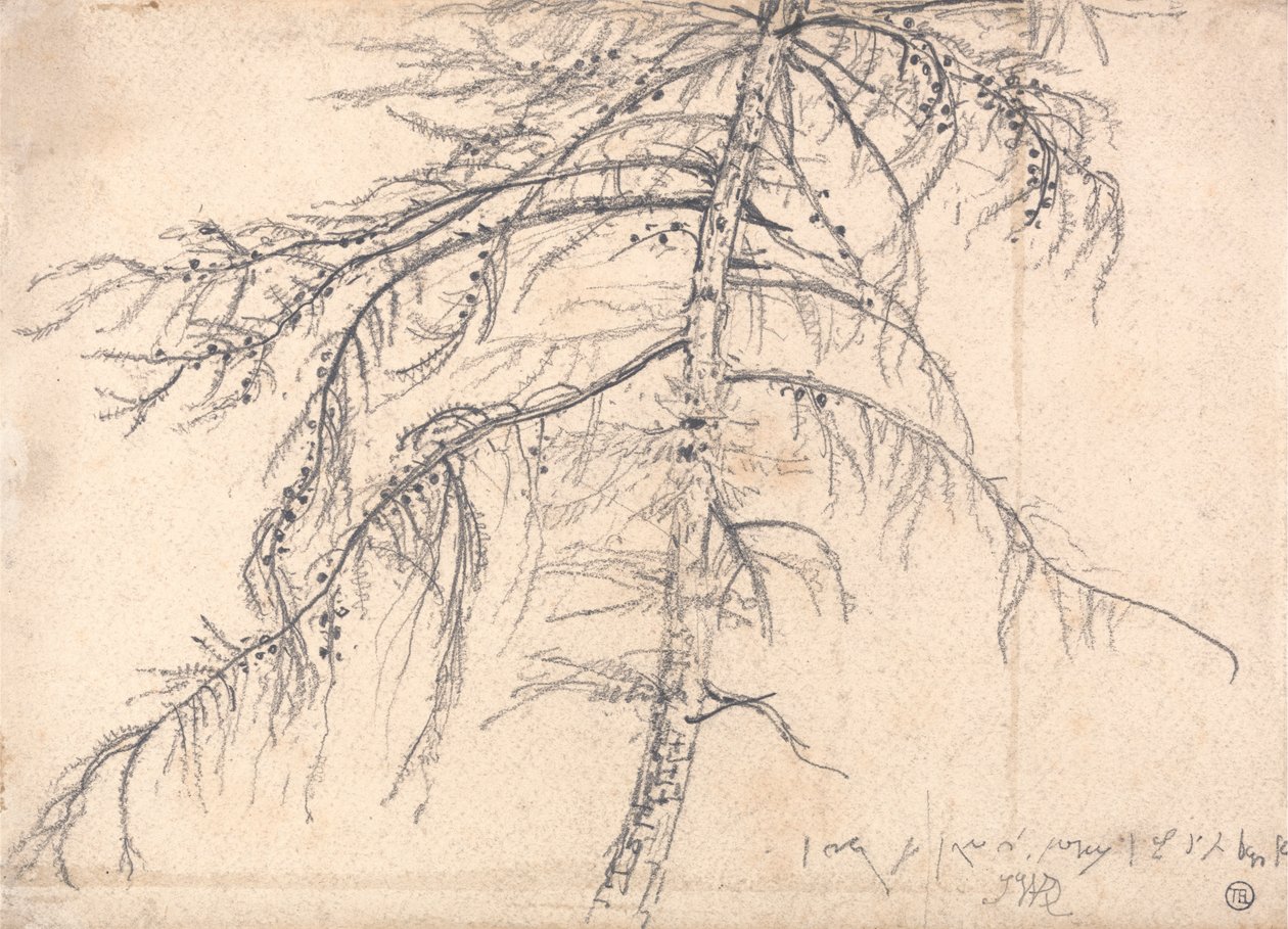 Árvore de larício de James Ward