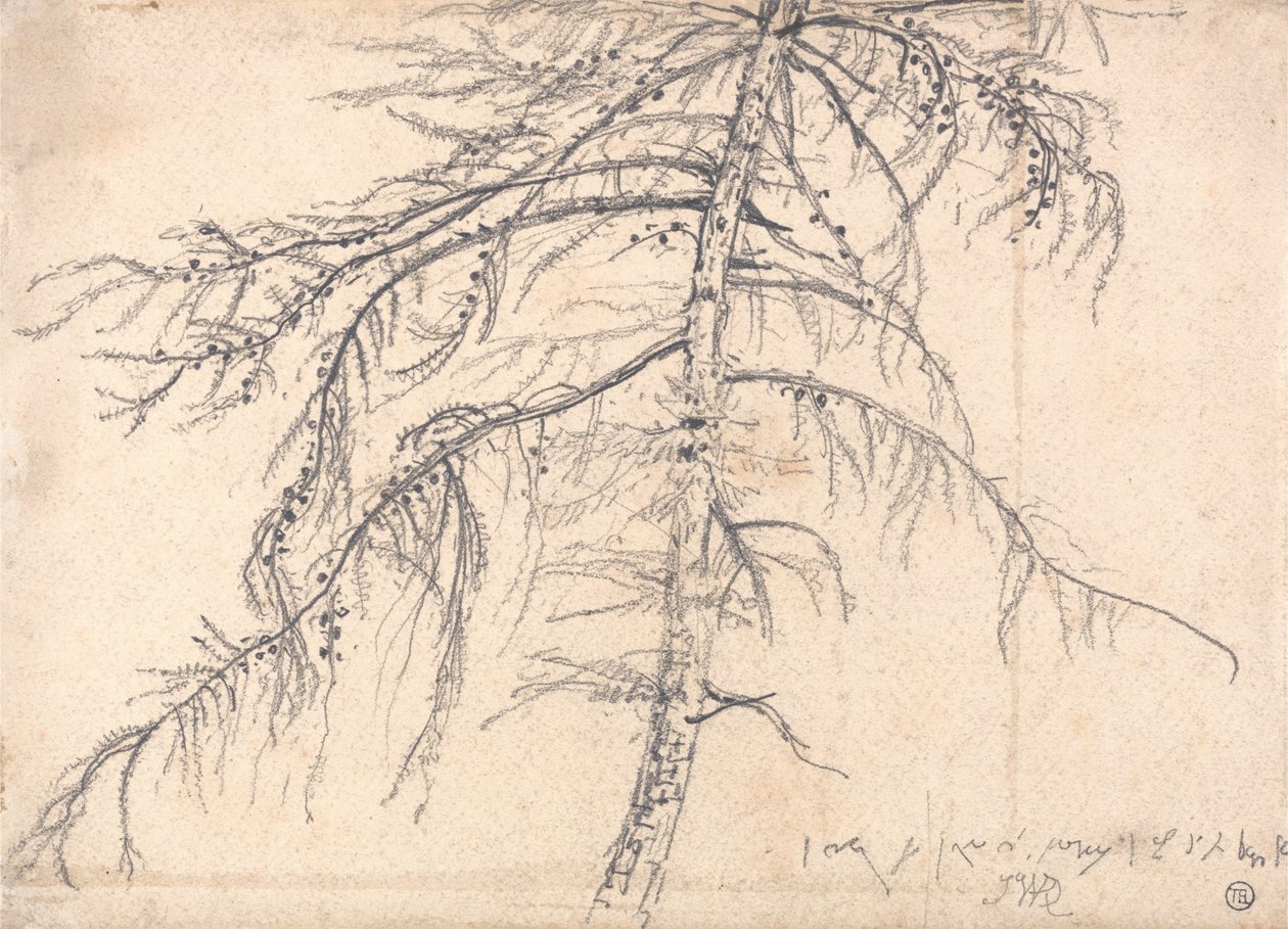 Lariço de James Ward