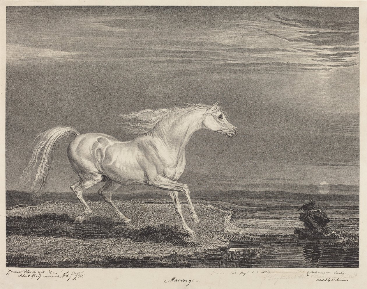 Marengo de James Ward
