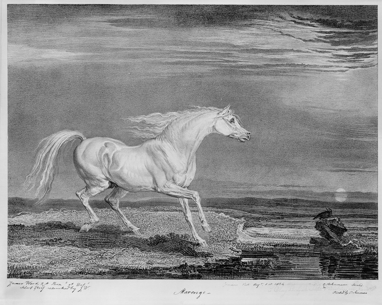 &39;Marengo&39;, o carregador favorito de Napoleão I, c.1815 de James Ward