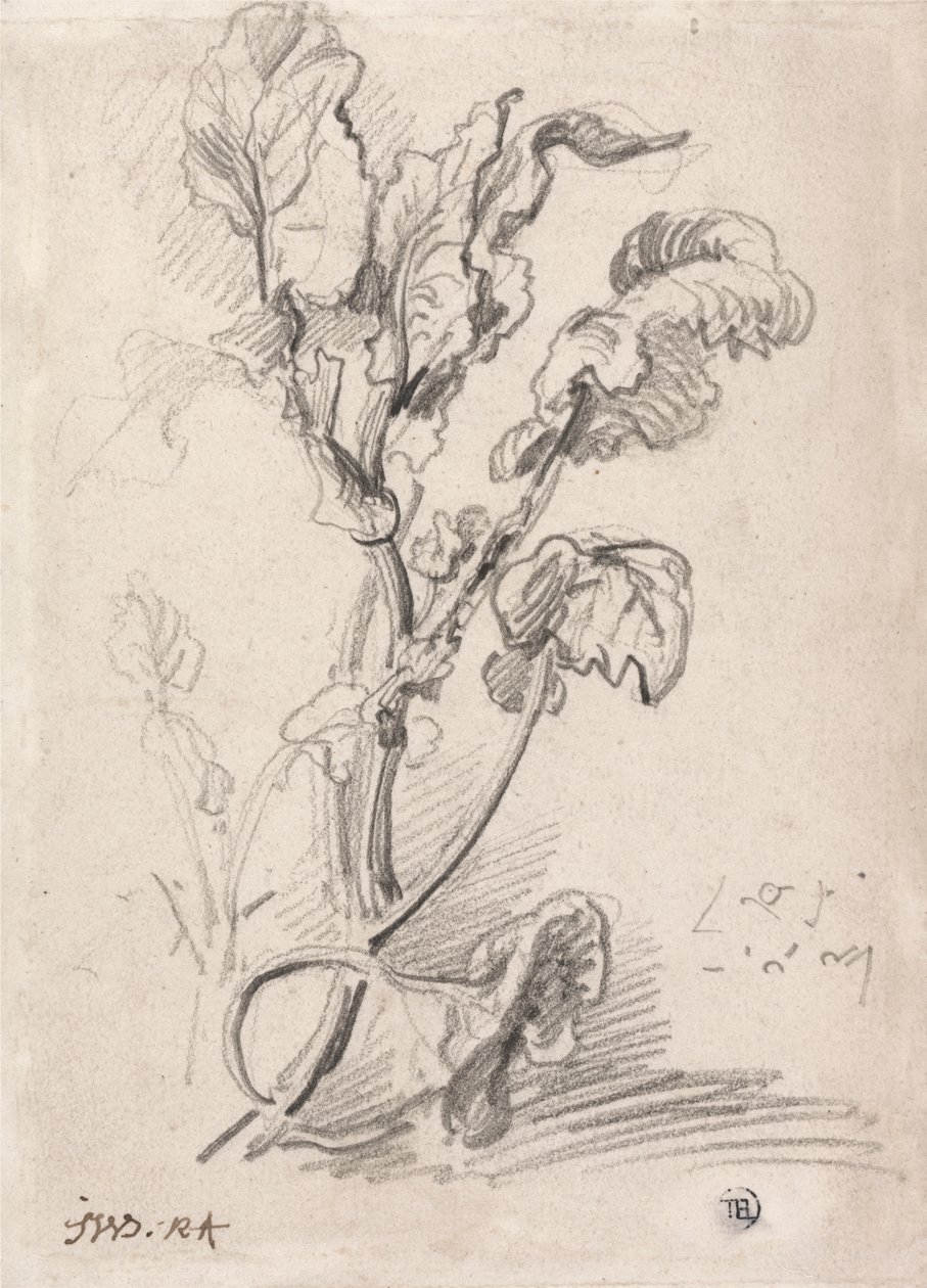 Estudo das plantas de James Ward