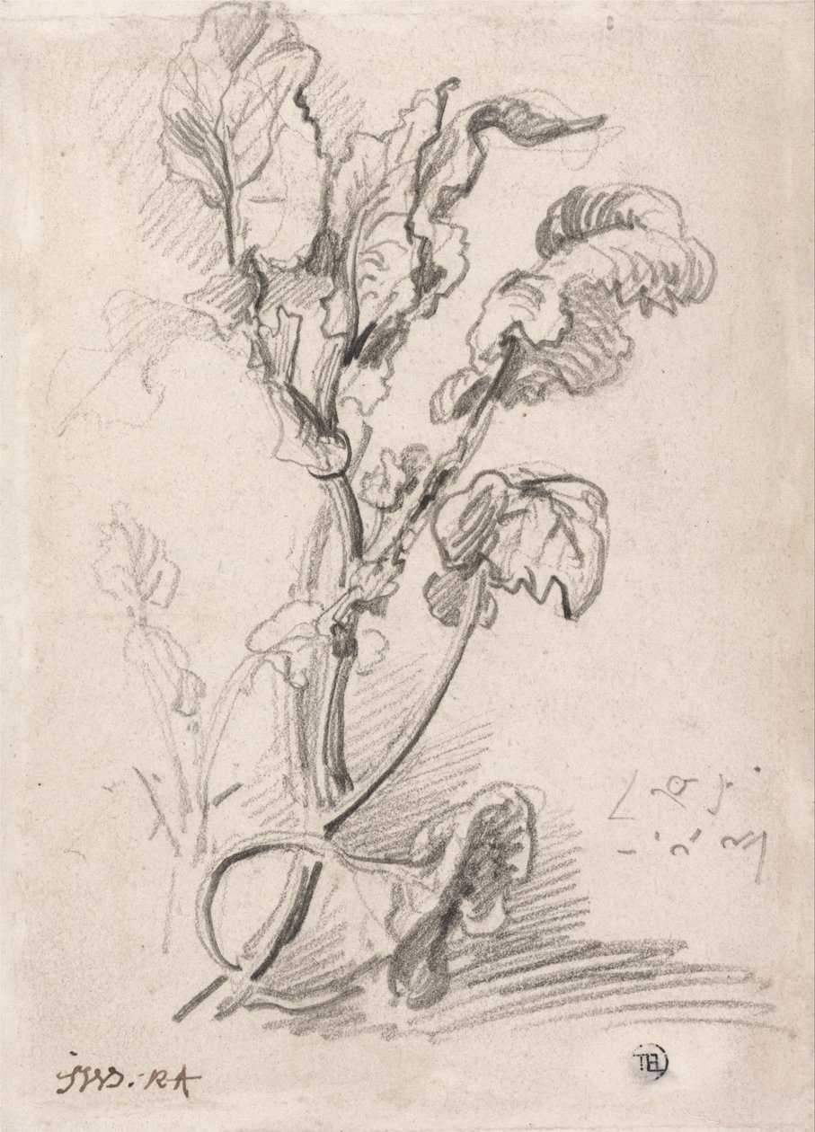 Estudo de plantas de James Ward