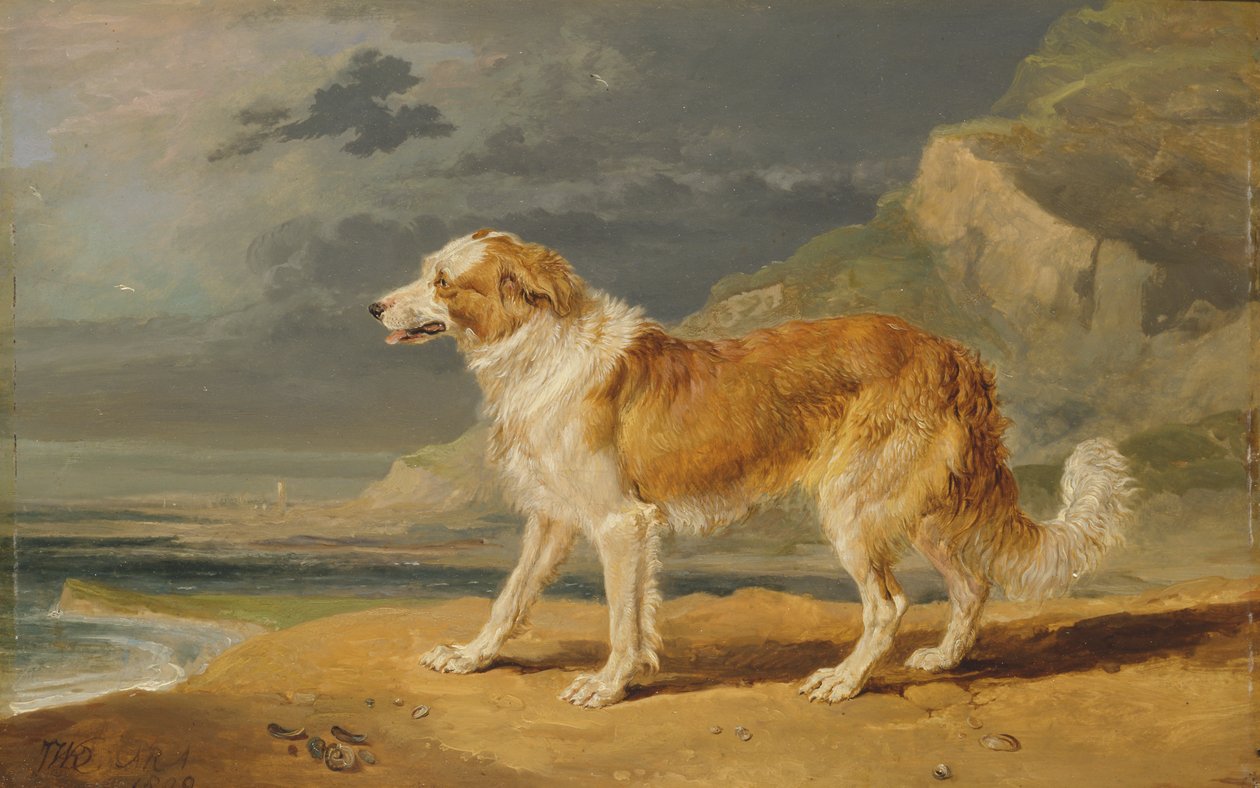 Collie de Revestimento Rugoso de James Ward