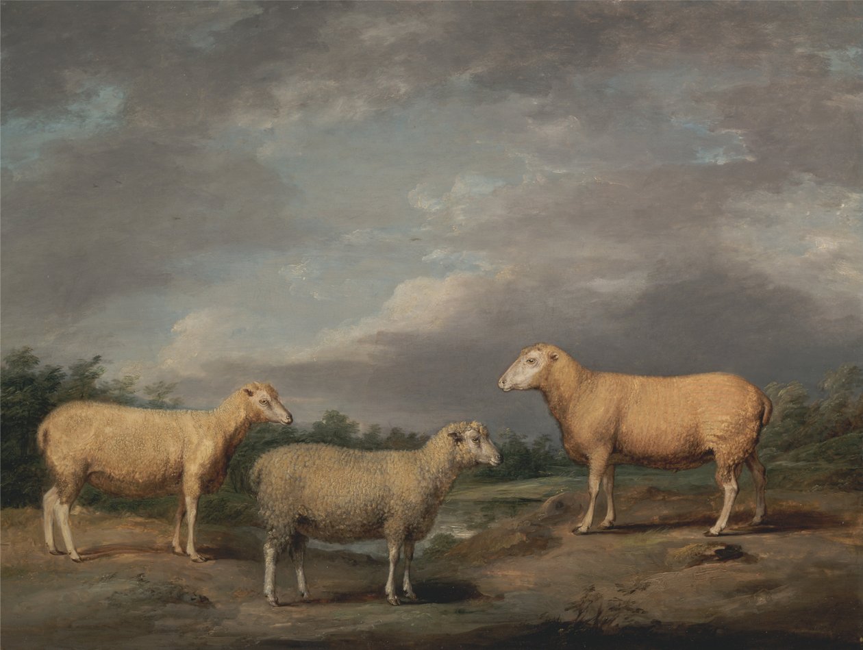 Ovelhas de Ryelands, o carneiro do rei, a ovelha do rei e o borrego de Lord Somerville de James Ward