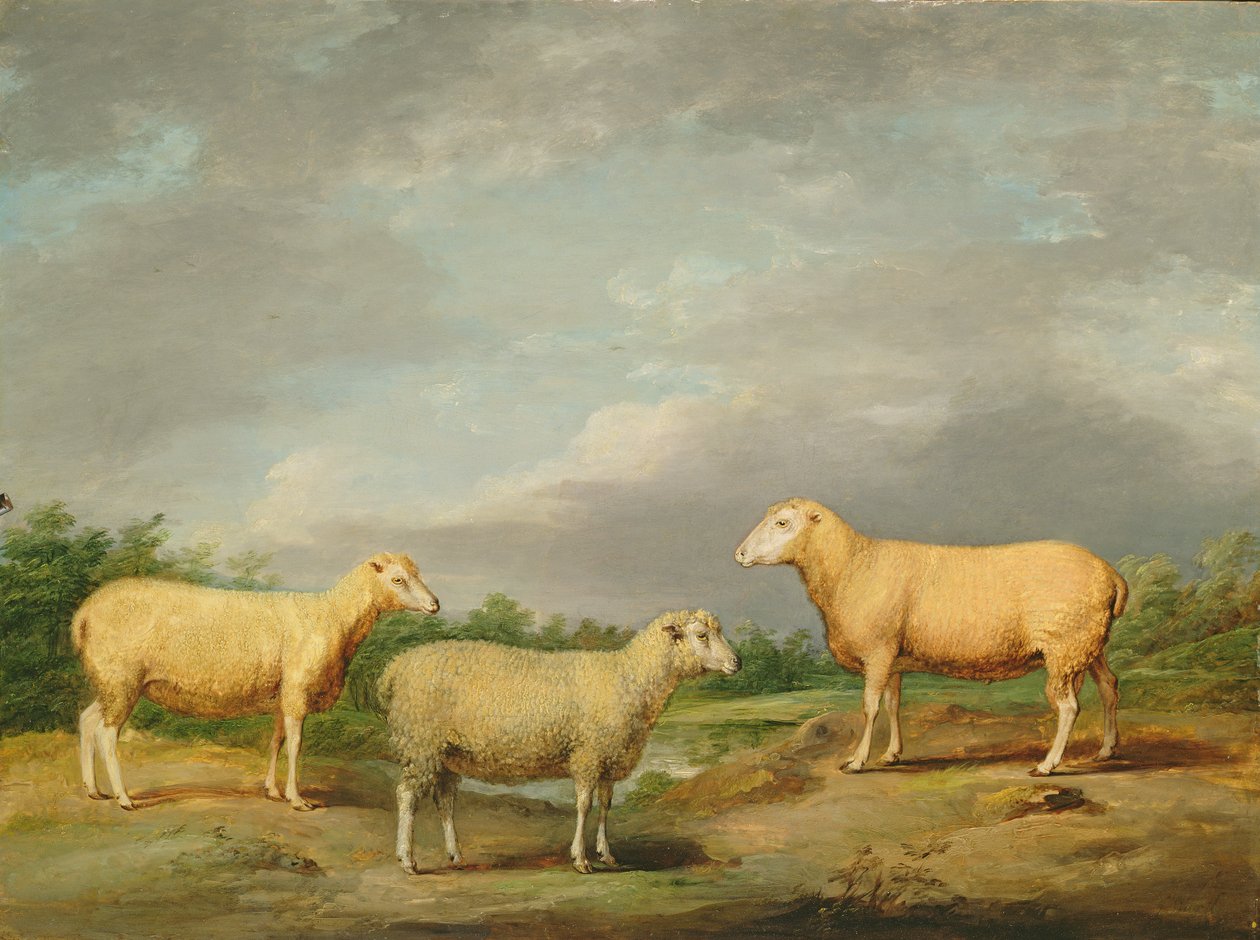 Ovelhas de Ryelands, o Carneiro do Rei, a Ovelha do Rei e o Wether do Lorde Somerville, c.1801-07 (óleo no painel) de James Ward