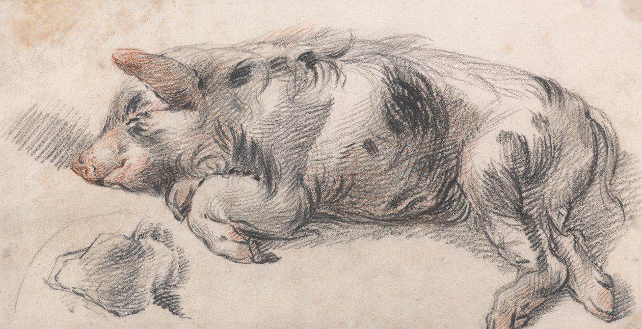 Porco Dorminhoco de James Ward