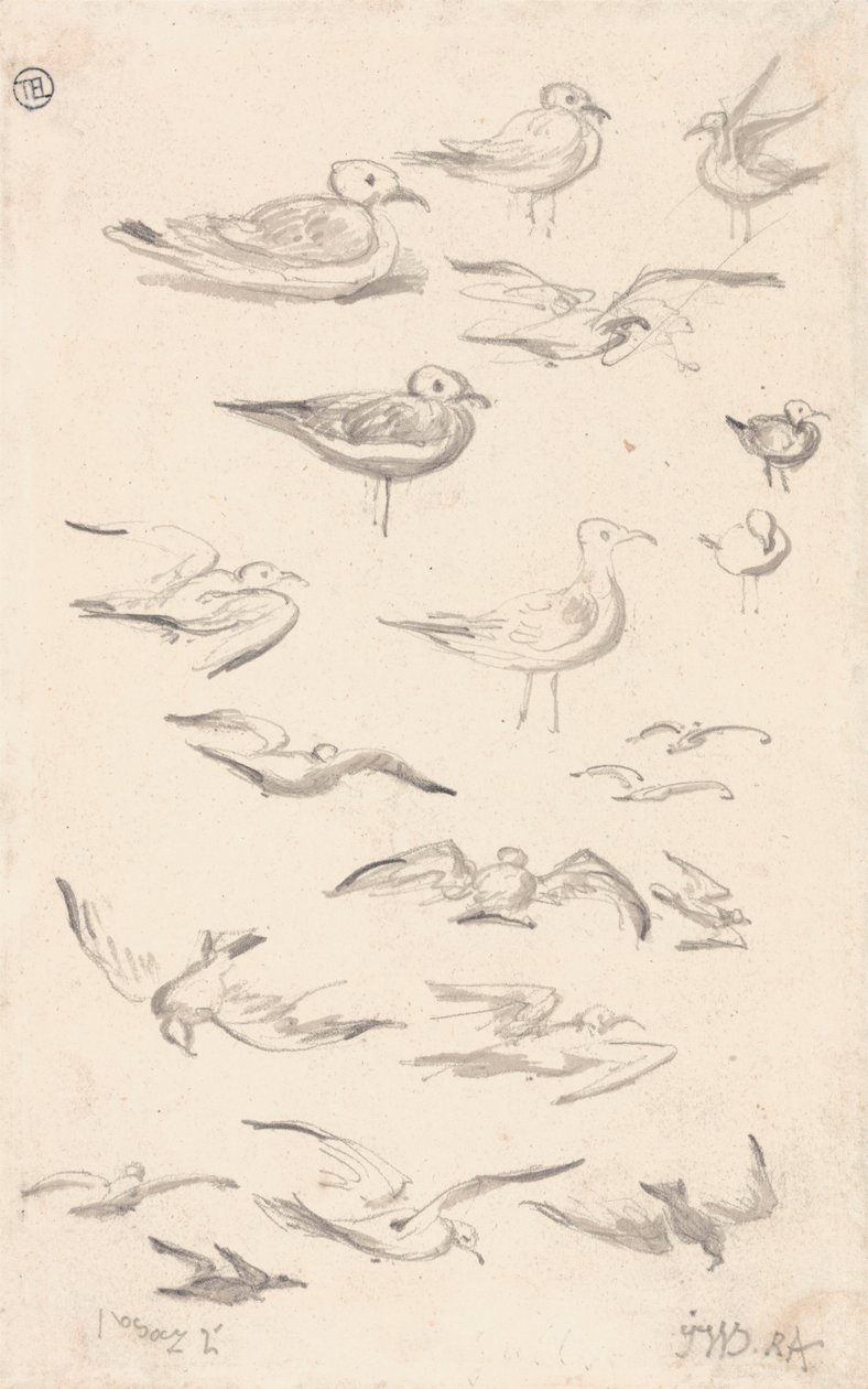 Estudos de Gaivotas de James Ward