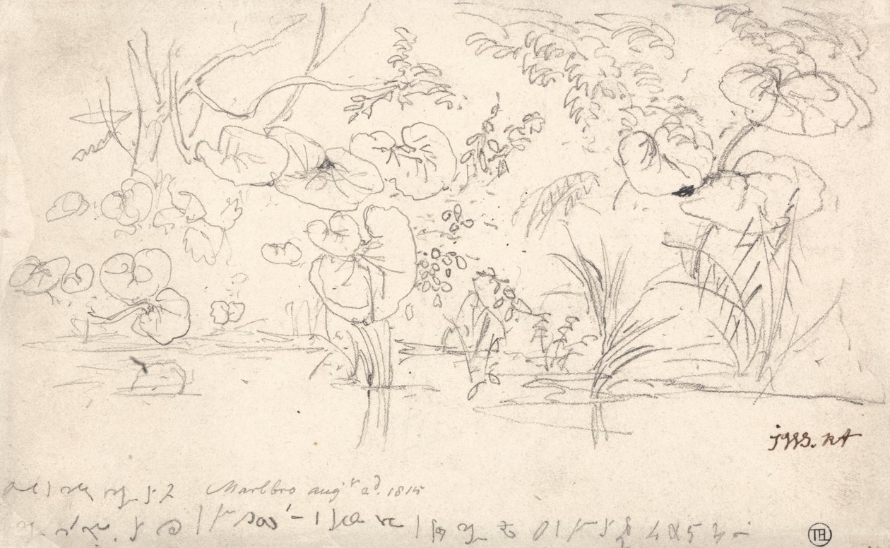 Estudos de Plantas, 2 de Agosto de 1815 de James Ward