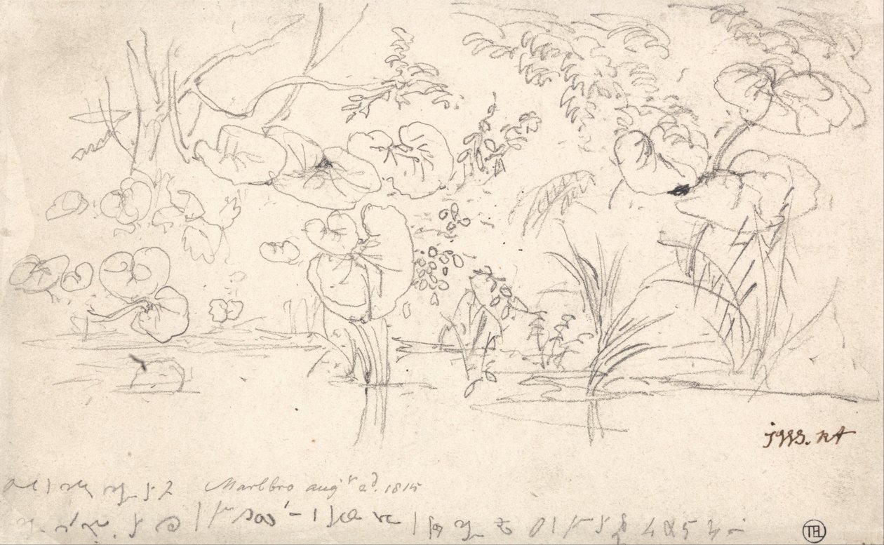 Estudos de Plantas, 2 de agosto de 1815 de James Ward