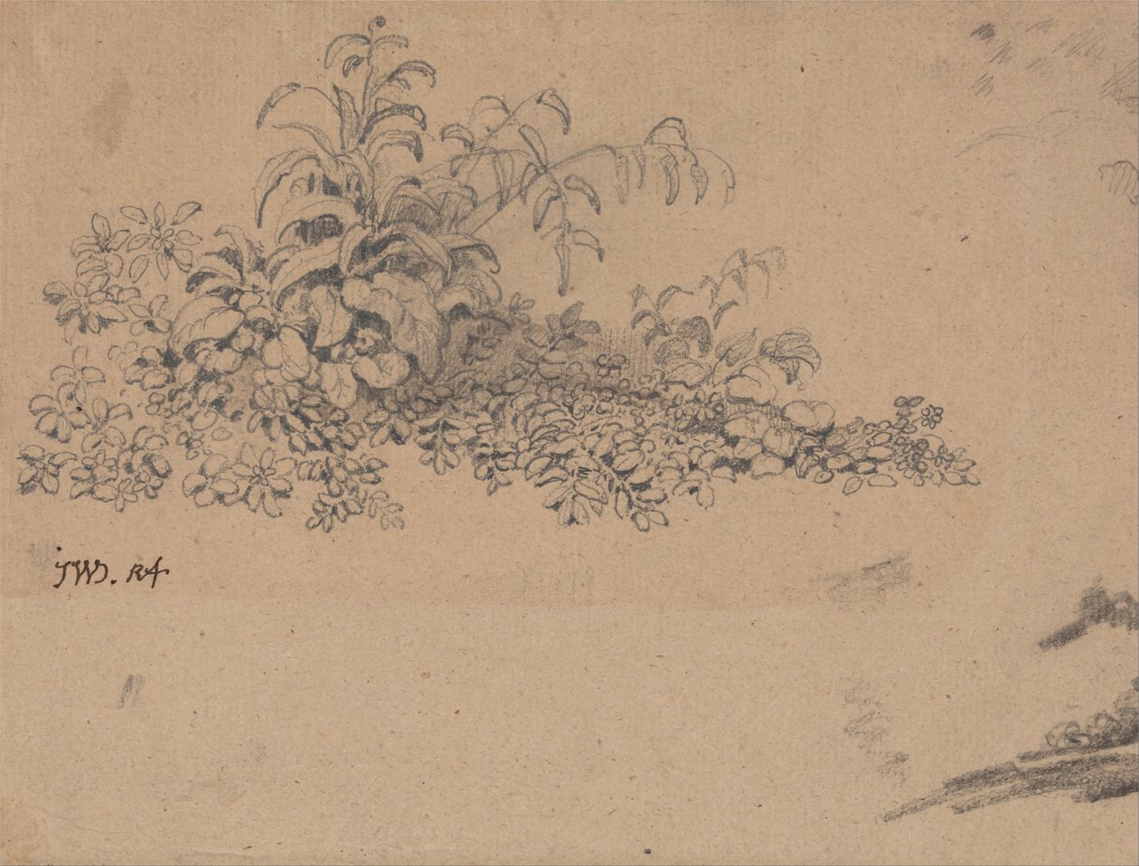 Estudo da vegetação rasteira de James Ward
